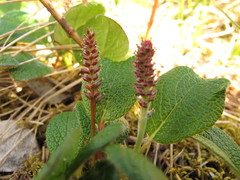 Salix reticulata