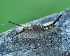 Dasychira dorsipennata