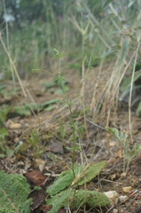 Galium tenuissimum