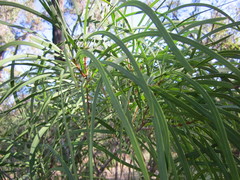 Persoonia longifolia
