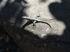 Tropidurus semitaeniatus