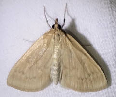 Framinghamia helvalis