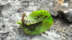 Myzus cerasi