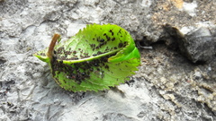 Myzus cerasi