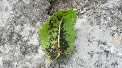 Myzus cerasi