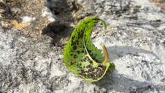 Myzus cerasi