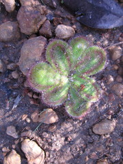 Drosera collina