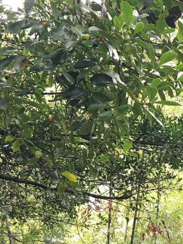 Diospyros eriantha iNat (3)