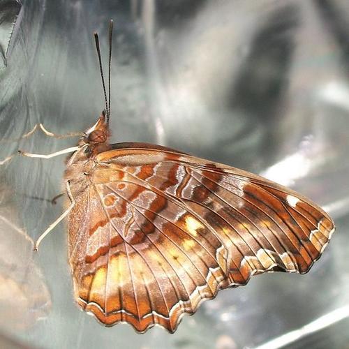 Eurytela dryope