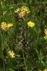 Anthyllis vulneraria polyphylla