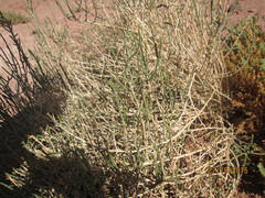 Anabasis articulata