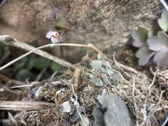 Thalictrum rubescens