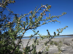 Melaleuca cuticularis