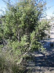 Melaleuca cuticularis