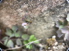 Thalictrum rubescens