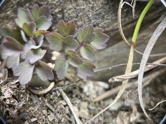 Thalictrum rubescens