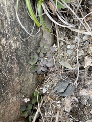 Thalictrum rubescens