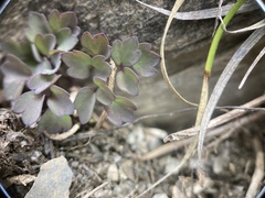 Thalictrum rubescens