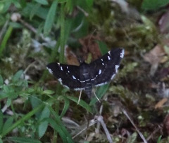 Diathrausta reconditalis