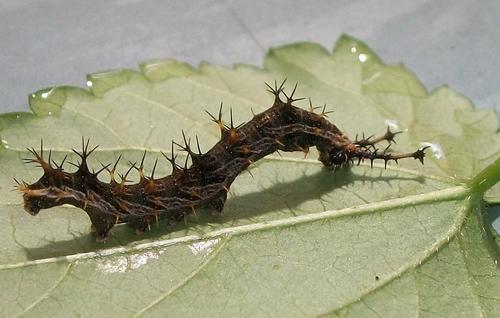 Eurytela dryope