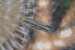 Cheilodipterus isostigma