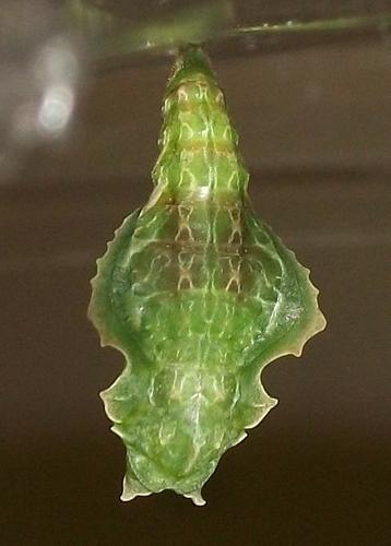 Eurytela dryope