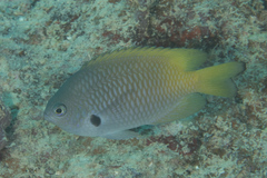 Pomacentrus nigromarginatus