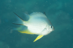 Amblyglyphidodon orbicularis