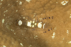 Ancylocaris brevicarpalis