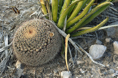 Mammillaria grusonii