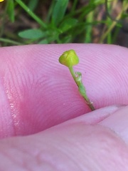 Ranunculus flammula filiformis