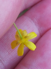 Ranunculus flammula filiformis