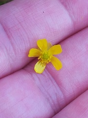 Ranunculus flammula filiformis