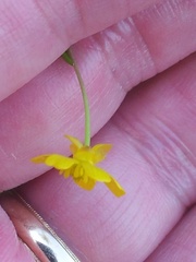 Ranunculus flammula filiformis