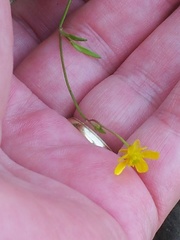 Ranunculus flammula filiformis