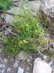 Ranunculus flammula filiformis