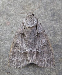 Acronicta modica