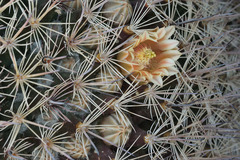 Mammillaria grusonii