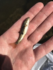 Catostomus fumeiventris