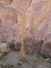 Verbascum sinaiticum