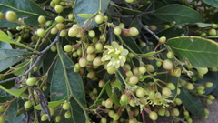 Cadellia pentastylis