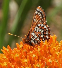Euphydryas anicia capella