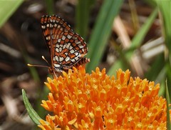 Euphydryas anicia capella