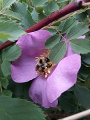 Bombus mixtus