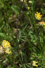 Anthyllis vulneraria polyphylla