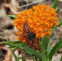 Euphydryas anicia capella