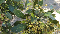 Cadellia pentastylis