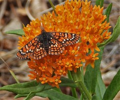 Euphydryas anicia capella