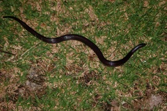 Adelphicos nigrilatum