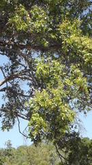 Cadellia pentastylis